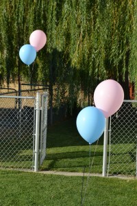 Gender Reveal_008